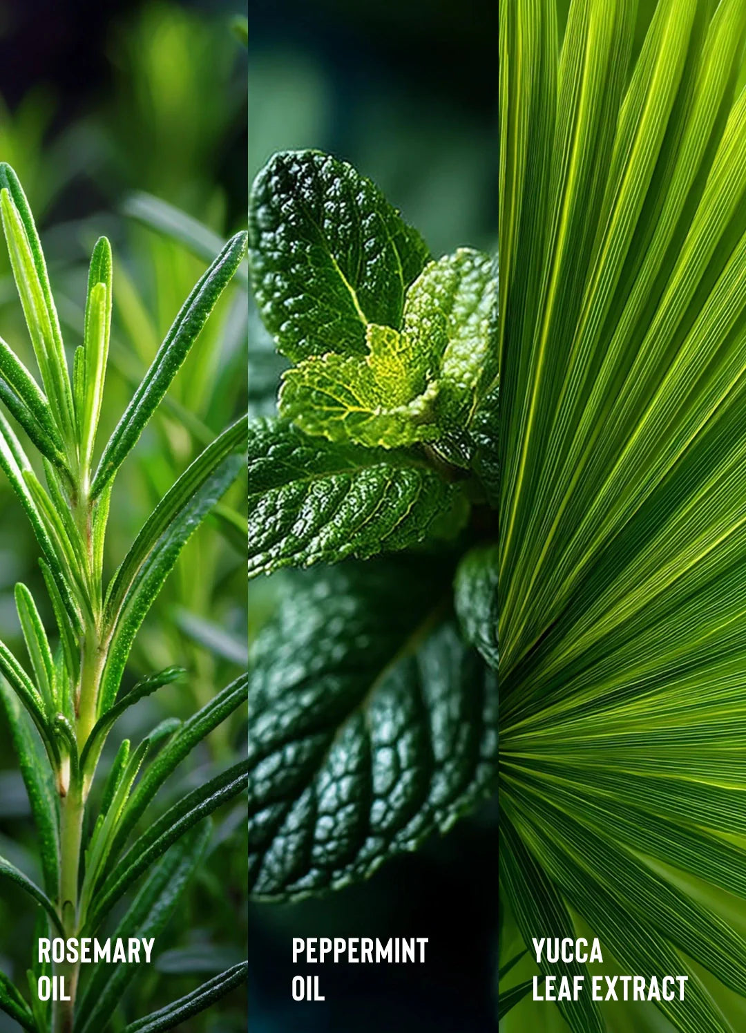 Rosemary Oil Strengthening Hair & Scalp Cleanser